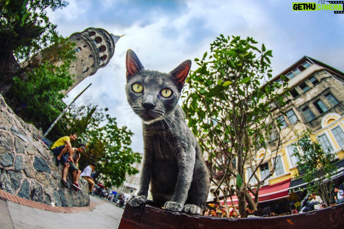 Hakan Ka - 1.4K Likes - İstanbul’un bi kedisi bir de kendisi 🐈 😻😽