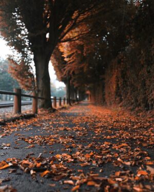 Hakan Ka Instagram - Son 8 senedir dünyadaki büyük sayfaların her sonbaharda defalarca yayınladığı Londra fotoğrafım farklı kerelerde çektiğim farklı versiyonlarıyla gelsin. 
#autumn #autumnvibes #autoestima #sonbahar #london #londra #victorialondon #england #londonautumn