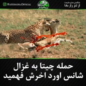 Hamid Lolaei Instagram - قانون طبیعت هست قبول ، حرف حسابه
ولی من عاشق این لحظات هستم🦙
یه عالمه انرژی میگیرم.
آهو جان مرسی👏
ببخشید استیکر آهو نبود بجاش  بز  گذاشتم🐐🐏
😅