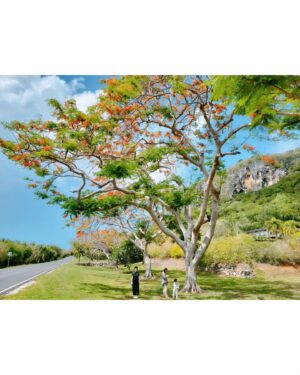 Han Soo-yeon Instagram - 2024 우리가족 #여름휴가 🤙Hafa Adai #Saipan & #Tinian 🛩 
내 친구 Journie 와 Earnie 아저씨 👩‍🌾👨‍🌾 #티니안 농장 체험시켜주셔서 감사해요 Thank you so much to let us visit your amazing farm 🚜 🐓🪺🐕🐂🐎

#티니안타가비치 #사이판만세절벽 #Saipansunshinemassage @seatouchsaipan @crowneplazaresortsaipan