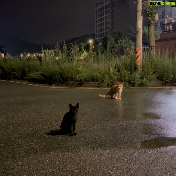 Hangzoo - 3 Likes - 🐈=3🐈⬛=33🤎🖤