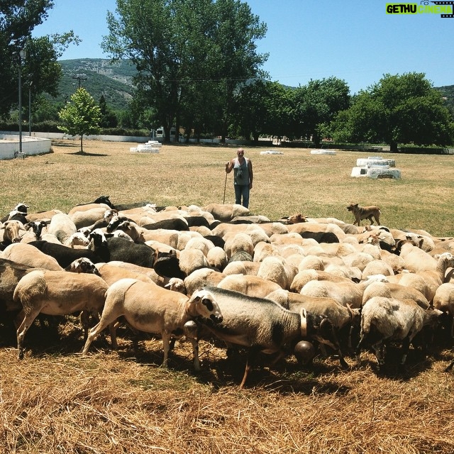Hanna Alström - 578 Likes - Excellent co-stars in Greece. I love working with sheep...