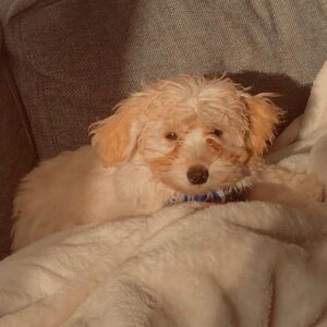 Hannah Anderson Instagram - Our baby boy Rufus aka #Woofus ...I can’t EVEN! 😭😻 📷: by super dog dad @arijaycohen