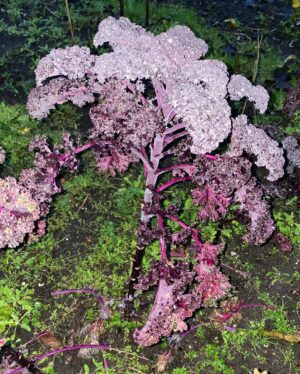 Hannah Hoekstra Instagram - mama’s garden purple kale chips and dip story from weeks ago