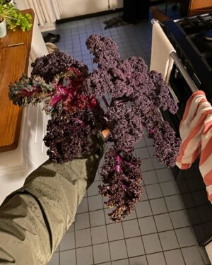 Hannah Hoekstra Instagram - mama’s garden purple kale chips and dip story from weeks ago