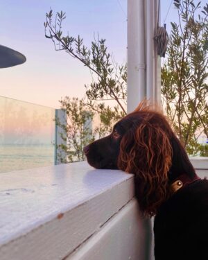 Hannah James Instagram - Hi, July ♥️ 

#scarlet #puppy #july #happy1st