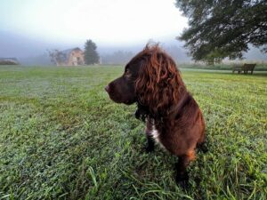 Hannah James Instagram - Early morning strolls with little dragon 🐉

#scarlet #puppy #morning #sunrise