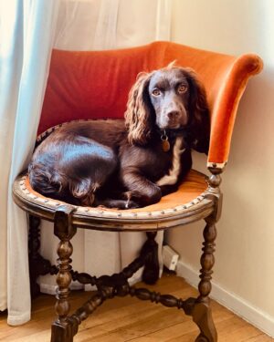 Hannah James Instagram - Just a girl on her throne ♥️

#scarletjames #puppy #perfection #tgif