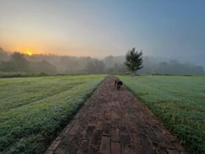 Hannah James Instagram - Early morning strolls with little dragon 🐉

#scarlet #puppy #morning #sunrise