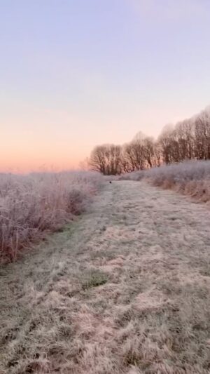 Hannah James Instagram - Mornings like this 💛

#home #winterfrost #morning #walks