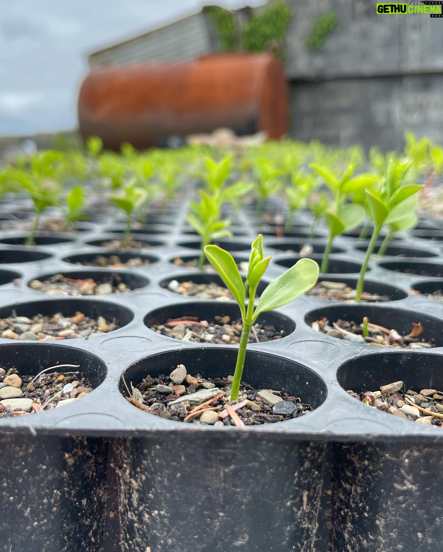 Hannah New - 1.2K Likes - Thank you for a beautiful day @hometreecharity @mitchcorbettnawia and @honestcaptain Can’t wait to see these little beauties grow! #nativewoodland #rewilding #saveoursoil #treehugger #muckyandhappy #generationrestoration #worldenvironmentday