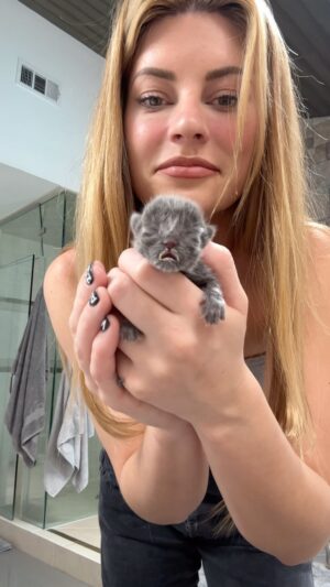 Hannah Stocking Instagram - My sweet Frankie, was found in my neighbors trash at two days old, umbilical cord still attached… and all alone. No mother or any siblings were left with him. I had the honor to raise him into the charming, confident, and resilient young man he is today. 🥹 many sleepless nights, emergency calls to @mirandacosgrove , and help from @kittenrescuela  helped keep my little guy alive and sooo healthy today! 🥹💖 Frankie is an insanely special kitty in need of a very special home. After months with me, he is now up to date on his kitty shots, he is  neutered, and he’s ready to give his comforting companionship to his forever home. To adopt my sweet Frankie please visit @kittenrescuela 🐈😺I’m literally crying while typing this I’m going to miss him soooo much 😭🥺but I’m also very excited to continue to foster more baby kittens in need!!!