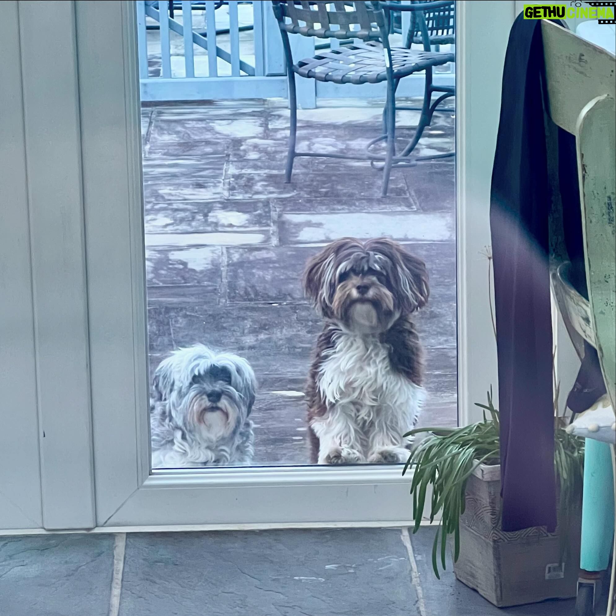 Harlan Coben - 1.8K Likes - Laszlo. Winslow.
They are Havanese.