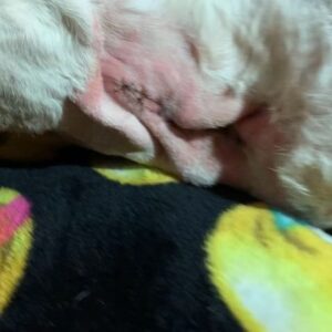 Hartley Sawyer Instagram - Almost her 13th birthday. Scroll right to see the incision. Me and my absolute love, my little girl Maggie home after her big surgery - the two of us doing what we do best (💤💤💤). Prioritize your furry family members health - low income options are available in many areas! Start a savings for any emergencies. And before you bring a dog home, make sure you’ve *really* thought it through. 
#
Hoodie = @standupforpitsfoundation 
#pitbullsofinstagram #dogsofinstagram #adoptdontshop #angelforever 
@angelcitypits