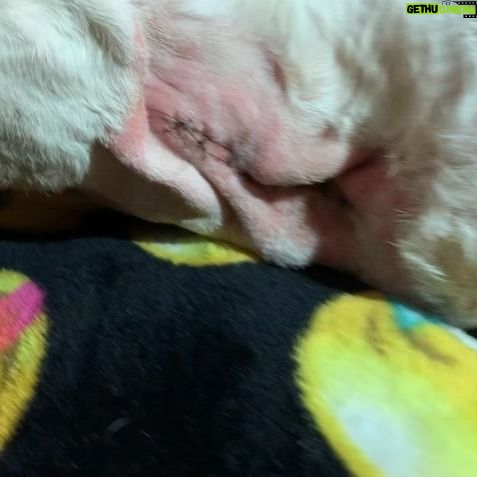 Hartley Sawyer - 26.1K Likes - Almost her 13th birthday. Scroll right to see the incision. Me and my absolute love, my little girl Maggie home after her big surgery - the two of us doing what we do best (💤💤💤). Prioritize your furry family members health - low income options are available in many areas! Start a savings for any emergencies. And before you bring a dog home, make sure you’ve *really* thought it through.
#
Hoodie = @standupforpitsfoundation
#pitbullsofinstagram #dogsofinstagram #adoptdontshop #angelforever
@angelcitypits