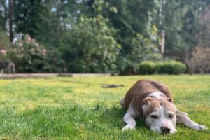 Hartley Sawyer Instagram - Maggie’s retirement. #adoptdontshop