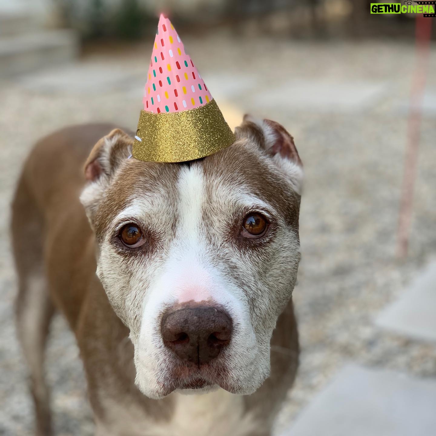 Hartley Sawyer - 33.8K Likes - Happy 14th (!!!!!!) birthday to my whole heart, Maggie. I don’t have the words for how grateful I am that we are here, or what you mean to me. You taught me that love is the only thing that has no limits. She is one of my soul mates, my daughter, my princess and my queen, and I shudder at the thought of the kind of man I might be had she not come into my life in 2011 . She cracked my closed heart open and showed me what selfless love really is. She changed my entire life for the better and forever. I don’t believe in magic, but I believe in you, Maggie - and you are magic. #rescueismyfavoritebreed #seniordogs #dogsofinstagram #adoptdontshop @angelcitypits thank you always!! ❤️