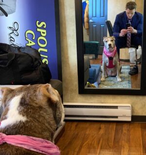Hartley Sawyer Instagram - Working on her Daily Affirmations: Because she’s good enough, she’s smart enough, and doggone it, people like her. #adoptdontshop #olddogsrule #dogsofinstagram #pitbullsarelove