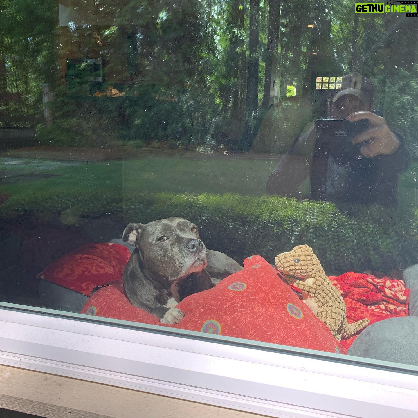 Hartley Sawyer - 40.4K Likes - She figured out how to open the fridge and use the microwave. She’s since locked me out of the house for the last three hours. She’s eaten two jars of peanut butter and there’s diarrhea everywhere inside. This is love. #adoptdontshop #dogsofinstagram #pitbullsarelove