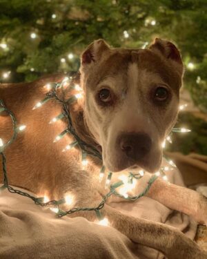 Hartley Sawyer Instagram - I didn’t know they made Dog Nog, and now she’s insisting there are ruminants on the rooftop and all she can hear is “click click click.” Love you so much, Magglesworth. #maggie #adoptdontshop #adoptaseniordog #seniordogsrule #merrychristmas #reindeer