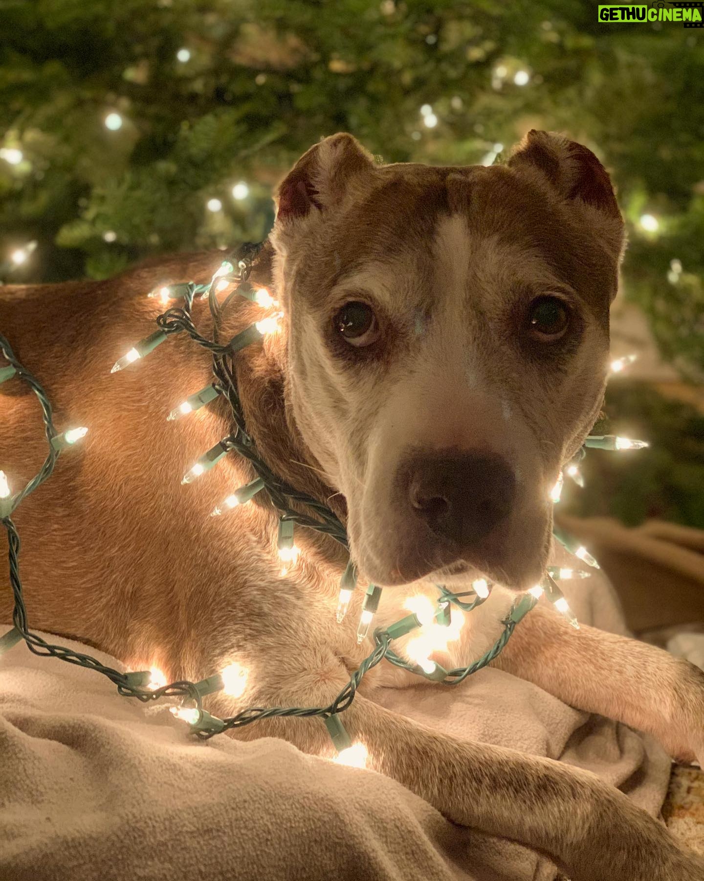 Hartley Sawyer - 31.6K Likes - I didn’t know they made Dog Nog, and now she’s insisting there are ruminants on the rooftop and all she can hear is “click click click.” Love you so much, Magglesworth. #maggie #adoptdontshop #adoptaseniordog #seniordogsrule #merrychristmas #reindeer