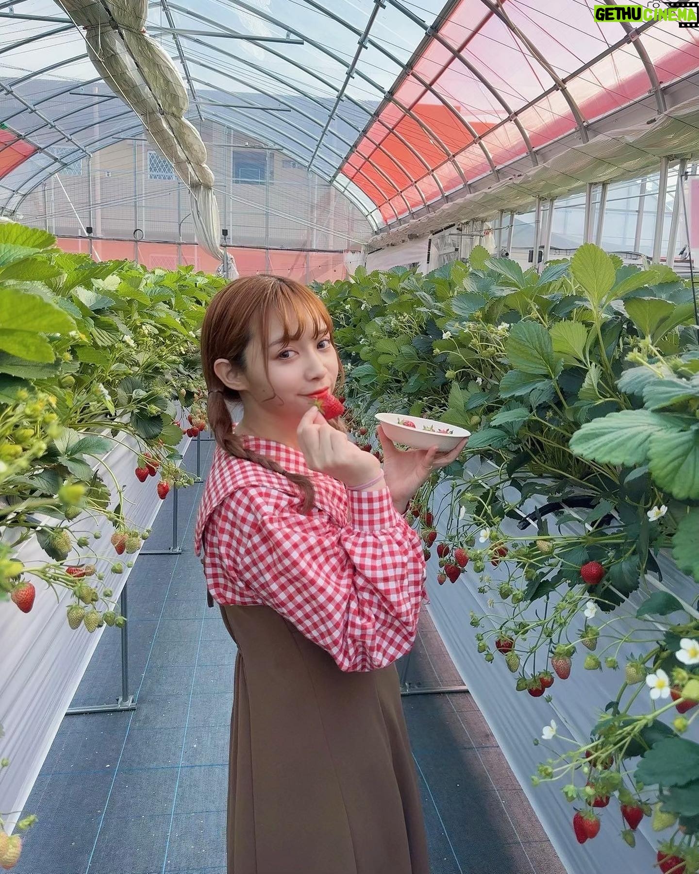 Haruka Yamazaki - 1.2K Likes - 🍓🍓🍓🍓🍓🍓°*.\(*´∀`*)/.*゜
いちご狩り!
with南早紀
「よつぼし」がいちばん美味しかった〜!
でも「紅ほっぺ」はなんかもう王者みたいだった!
