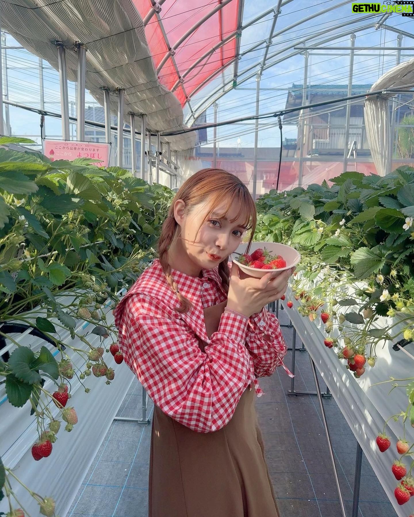 Haruka Yamazaki - 1.2K Likes - 🍓🍓🍓🍓🍓🍓°*.\(*´∀`*)/.*゜
いちご狩り!
with南早紀
「よつぼし」がいちばん美味しかった〜!
でも「紅ほっぺ」はなんかもう王者みたいだった!