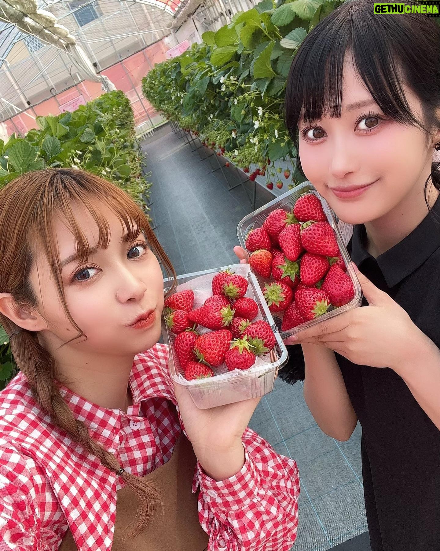 Haruka Yamazaki - 1.2K Likes - 🍓🍓🍓🍓🍓🍓°*.\(*´∀`*)/.*゜
いちご狩り!
with南早紀
「よつぼし」がいちばん美味しかった〜!
でも「紅ほっぺ」はなんかもう王者みたいだった!