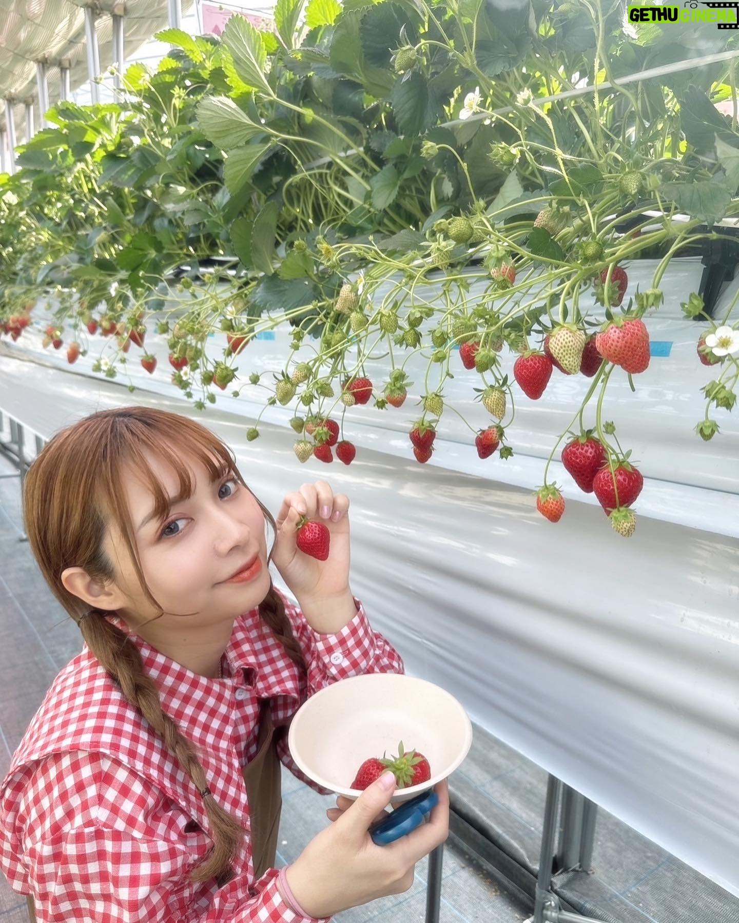 Haruka Yamazaki - 1.2K Likes - 🍓🍓🍓🍓🍓🍓°*.\(*´∀`*)/.*゜
いちご狩り!
with南早紀
「よつぼし」がいちばん美味しかった〜!
でも「紅ほっぺ」はなんかもう王者みたいだった!