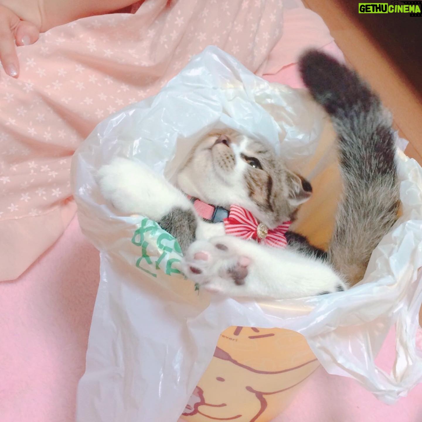 Haruka Yoshimura - 1.8K Likes - のぞみ家のセリちゃん
ちょこたん家のうにたん
ちいちゃん家のぽんちゃん
みんな子猫の頃に遊びに行かせてもらって癒されてました。
ブログに載せた写真もあるのですがあまりに可愛いのでインスタにも◡̈♪
#可愛い #猫 #ねこすたぐらむ #このハッシュタグ使ってみたかった
#山本希望 #桜咲千依 #赤﨑千夏