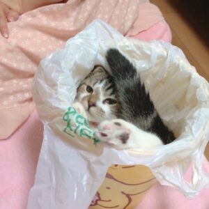 Haruka Yoshimura Instagram - のぞみ家のセリちゃん﻿
ちょこたん家のうにたん﻿
ちいちゃん家のぽんちゃん﻿
﻿
みんな子猫の頃に遊びに行かせてもらって﻿癒されてました。
﻿
﻿
ブログに載せた写真もあるのですが﻿あまりに可愛いのでインスタにも◡̈♪﻿
﻿
﻿
﻿
#可愛い﻿ #猫　#ねこすたぐらむ  #このハッシュタグ使ってみたかった 
#山本希望　#桜咲千依　#赤﨑千夏