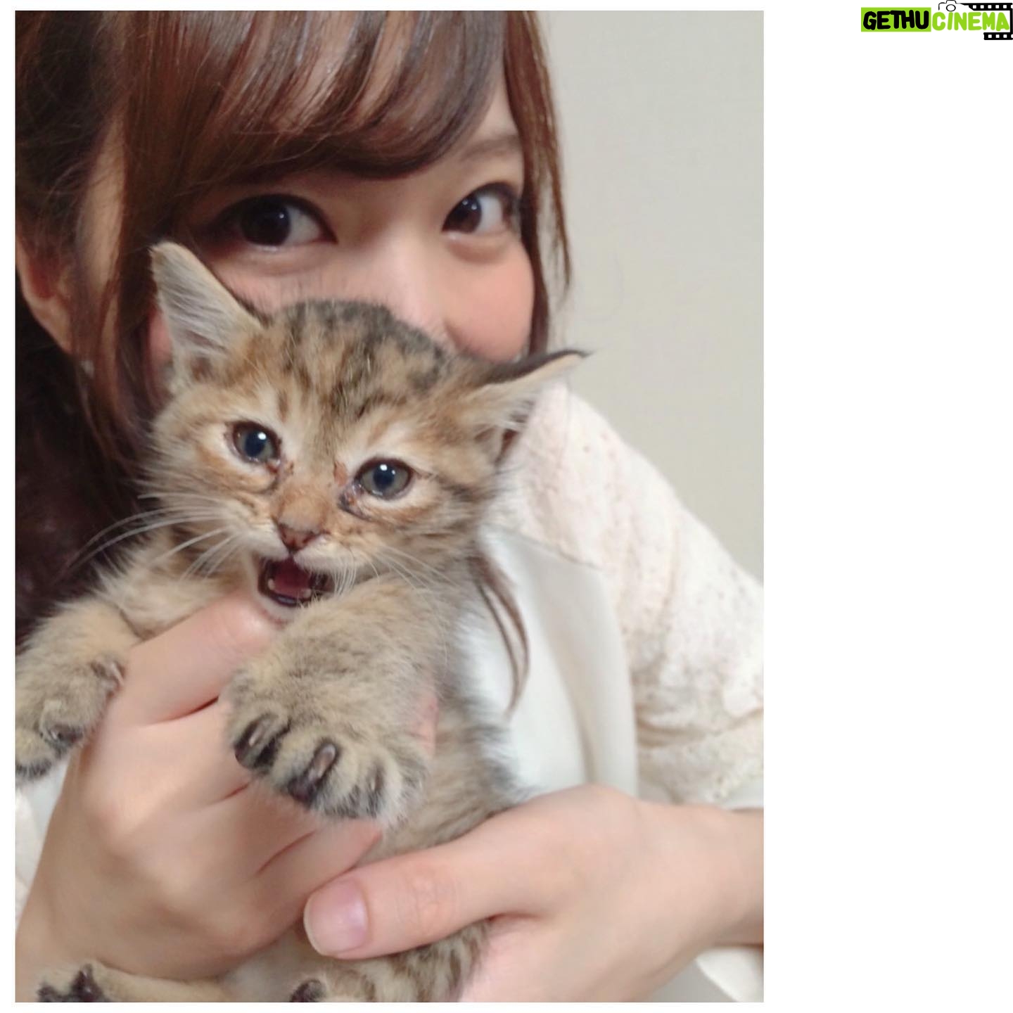 Haruka Yoshimura - 1.8K Likes - のぞみ家のセリちゃん
ちょこたん家のうにたん
ちいちゃん家のぽんちゃん
みんな子猫の頃に遊びに行かせてもらって癒されてました。
ブログに載せた写真もあるのですがあまりに可愛いのでインスタにも◡̈♪
#可愛い #猫 #ねこすたぐらむ #このハッシュタグ使ってみたかった
#山本希望 #桜咲千依 #赤﨑千夏