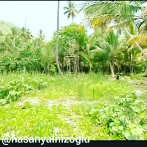 Hasan Yalnızoğlu Instagram - AĞAÇ EV 
2011-2012 sezonu..
Yaklaşık 5 metre yükseklikte bir ağaç ev yapmıştım.
Hatırlayanlar gelsin bu yani.. herkes  sevdiğini etiketlesun bakalum :) Sevgili ekin @ekinuzunlar da yapmıştı müziğimizi...:) İzninle kardeşim.. #günaydın #ekinuzunlar #dominikyayla #acunilicali #acunmedya #tv8 #dominikcumhuriyeti #survivor #2012 #2011 #ocak
 #şubat  #mart #nisan #celebrity #instagram #instagrambusnisses #mektup #survivorlife #face #spotify #fitnessmodel #fitnesslifestyle #instegram
#instagrambusnisses #celebrity