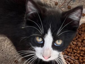 Haviland Stillwell Instagram - Please welcome Beau Stillwell ❤️ He is the last kitty from the litter we’ve raised this summer that belonged to a sweetie stray. Beau watched all his sibs and his mama find amazing homes… and then we all finally realized he wasn’t the last to find a home, he was the first. He had our hearts the whole time and it was finally time to admit it ❤️ He’s sweet and shy and cuddly and wonderful. Welcome to the Pack, Beau!!!