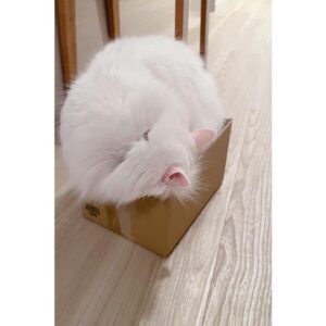 Hayate Wada Instagram - .
うん、絶対サイズ違うね？📦