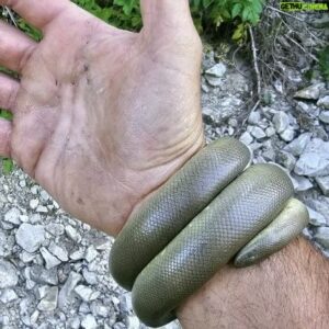 Hazen Audel Instagram - You go outside you discover. 

On our last Sawtooth camping adventure we discovered all kinds of things! (You can see more on my previous posts) 
But this rubber boa was a camp favorite when we found it and it showed it's gentle self off. We were excited to discover it, look at it closely and getting know what it's personality and movements are like and then we're all we're just as excited to watch it slowly slither safely back to the place it was headed for. 

Then we all celebrate being present in such a beautiful place.  Changing our mindsets from fighting and needing, and needing to change everything for our convenience to then being changed into allowing remote wild nature change who we are. And discovering that so much of the world is made of distractions from our  peace.

 The trips I want to be leading are journeys that have been inspired by my learning and my life adventures. And now this shapes my life philosophy and further direction. Nature and people in nature have unwillingly forced me to be who I am. I have been very lucky/fortunate in my life.

 Luck come to those that are ready for the luck. So I've worked with lazer focus to be with nature and so- I get very lucky.

My favorite thing is to share my fortunes. Most likely the luck I have,  best gift I have, is to share my passions and my fortune with nature. 

We still have a few more openings for this Summer's adventurers. If you're thinking about joining I'd love to share this special place we found in the wild wilderness mountains.

 SO COME GET WILD YOUR WILDERENSS ADVENTURE ON OR HAVE A SUMMER WITH NOTHING TO SAY FOR YOURSELF COME FALL!! 

Check out: Www.hazenaudel.com/adventures 

#charina #charinabottae #herper #naturelover #instagramnature #summeradventure #bushcraft #outdooradventures #naturecourse #hazenaudel #backpacking #herpsofinstagram #outdoorsurvivalcourse #natureschool #campinglife #pnwlife #pnwlifestyle #kühl #traveladventures