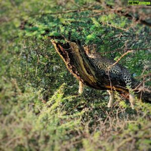 Hazen Audel Instagram - I looked up and there she was! A little glimpse of what I saw on a recent trip. Stay tuned for the next series of Primal Survivor coming this Spring!! 
#leopard #catlover #PrimalSurvivor #nationalgeographic #natgeochannel #disneyplus #wildlifelover
