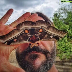Hazen Audel Instagram - Oh hi!

#lepidoptera #moth #mothlove #entomology #saturniidae #Ilovenature #natureart @beardbrand #evolution