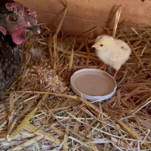 Hélène Rollès Instagram - Premier poussin de l année !! 💕💕💕 trouvez lui un prénom merci !!!