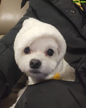 Heo Hoon Instagram - 코코랑  추운날씨를 뚫고 산책...동계훈련하는줄...🤧🤧