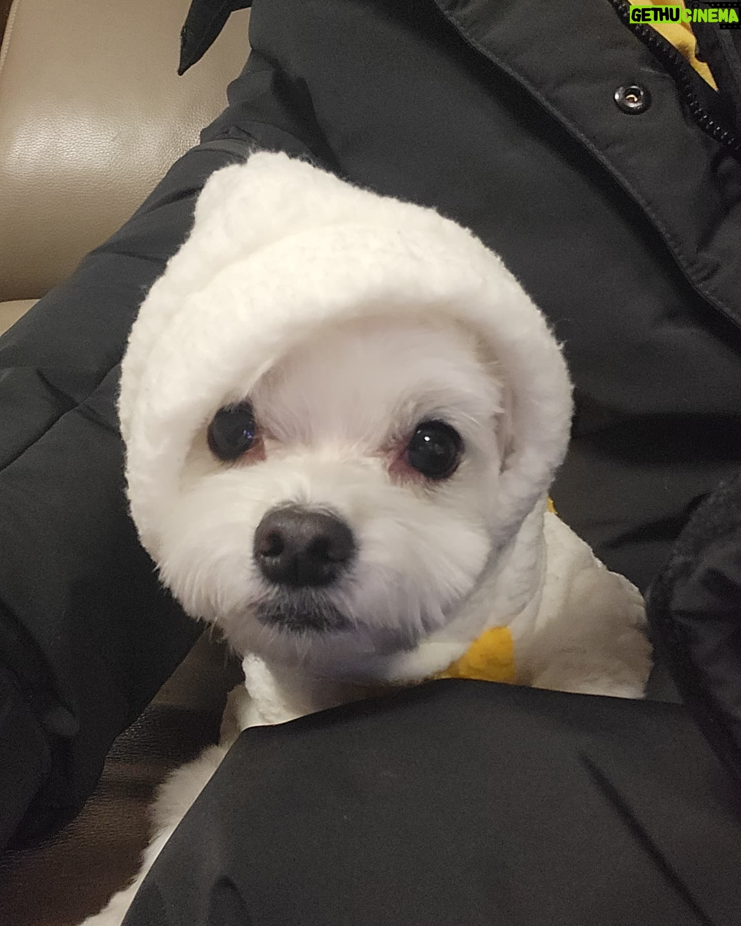 Heo Hoon - 17.8K Likes - 코코랑 추운날씨를 뚫고 산책...동계훈련하는줄...🤧🤧