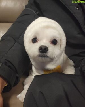 Heo Hoon Instagram - 코코랑  추운날씨를 뚫고 산책...동계훈련하는줄...🤧🤧