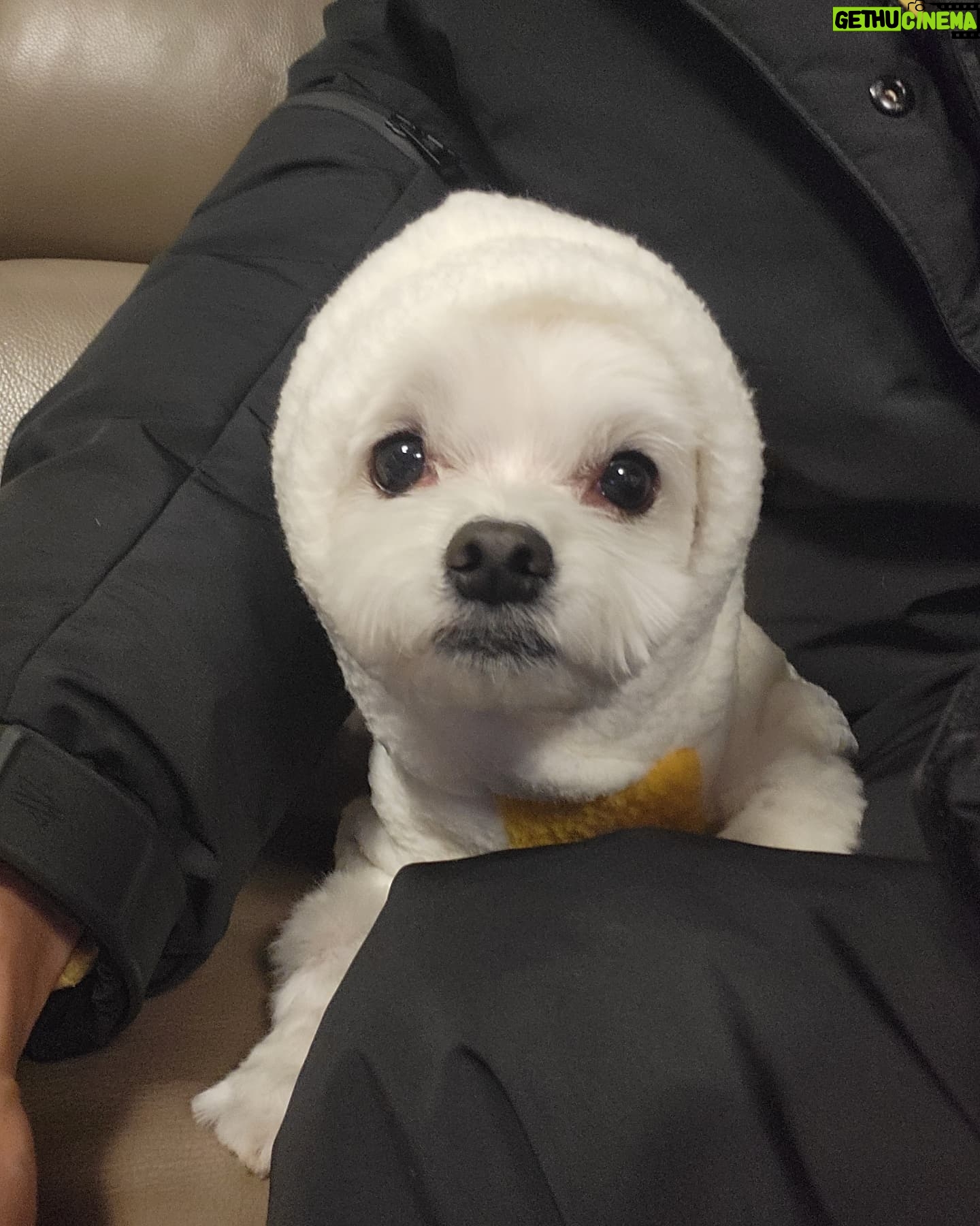 Heo Hoon - 17.8K Likes - 코코랑 추운날씨를 뚫고 산책...동계훈련하는줄...🤧🤧