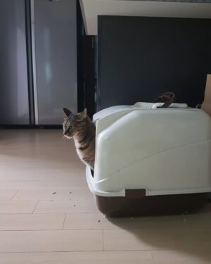 Heo Sung-tae Instagram - You too?! #namhani #catcart ♡