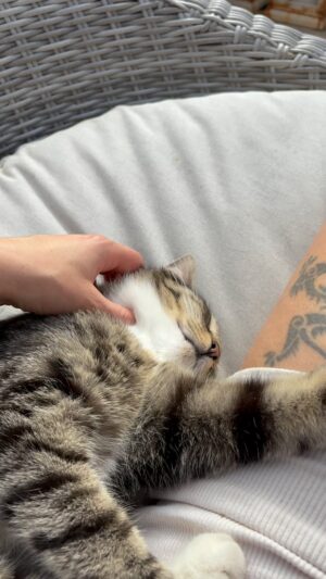 Hilary Rose Instagram - Yummy snuggles 🐈‍⬛