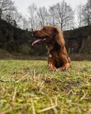 Hollie Arnold Instagram - 𝙰 𝚠𝚎𝚎𝚔 𝚘𝚏 𝚢𝚘𝚞 𝚊𝚗𝚍 𝚢𝚘𝚞𝚛 𝚝𝚘𝚗𝚐𝚞𝚎 🐶💖😋
•
•
#dog #honey #cocker #spaniel #walks #missyou