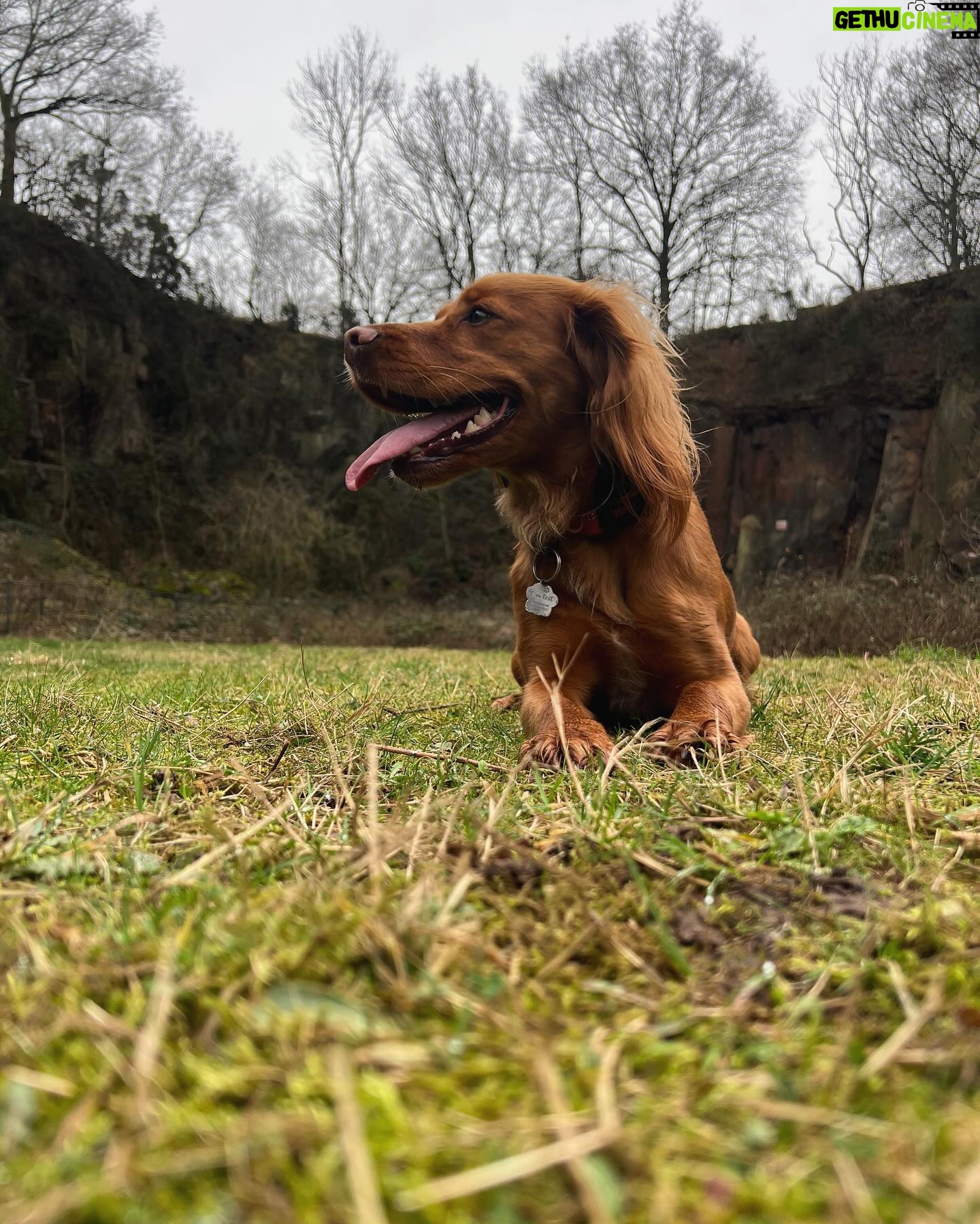 Hollie Arnold - 3 Likes - š° š ššš šš š¢šš ššš š¢ššš šššššš š¶šš
ā¢
ā¢
#dog #honey #cocker #spaniel #walks #missyou