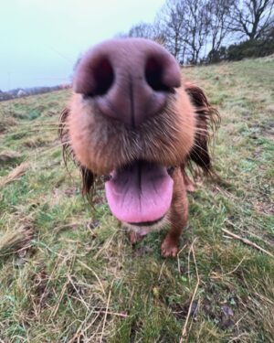 Hollie Arnold Instagram - 𝙰 𝚠𝚎𝚎𝚔 𝚘𝚏 𝚢𝚘𝚞 𝚊𝚗𝚍 𝚢𝚘𝚞𝚛 𝚝𝚘𝚗𝚐𝚞𝚎 🐶💖😋
•
•
#dog #honey #cocker #spaniel #walks #missyou