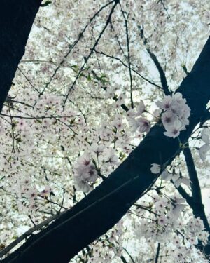 Hong Seung-bum Instagram - spring after all 😊