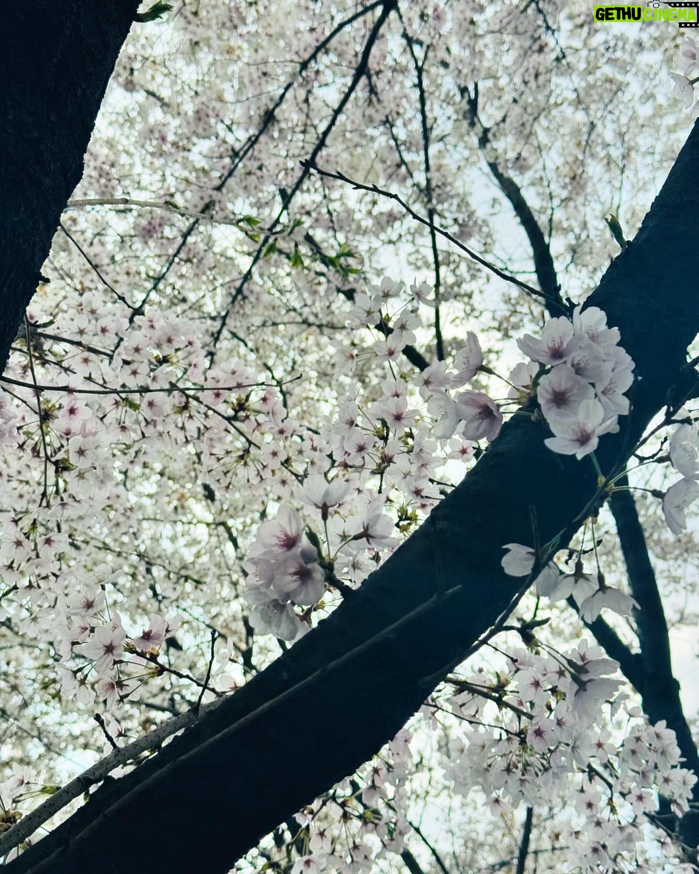 Hong Seung-bum - 9.2K Likes - spring after all 😊